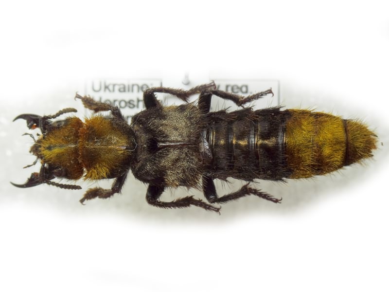 Emus hirtus (Linnaeus, 1758)